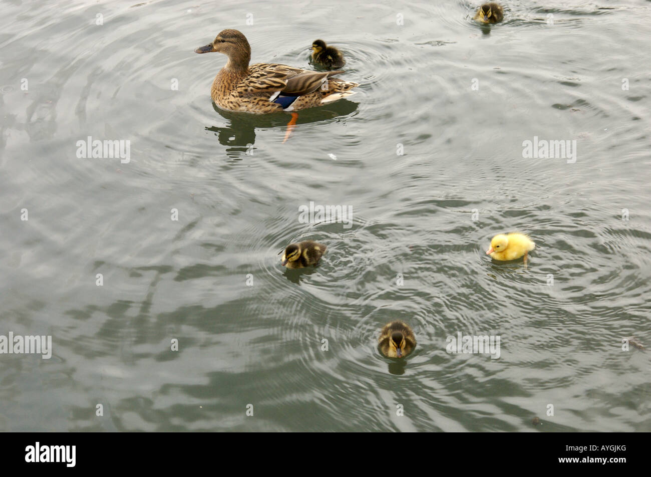 A group of baby ducks and their mother Stock Photo Alamy