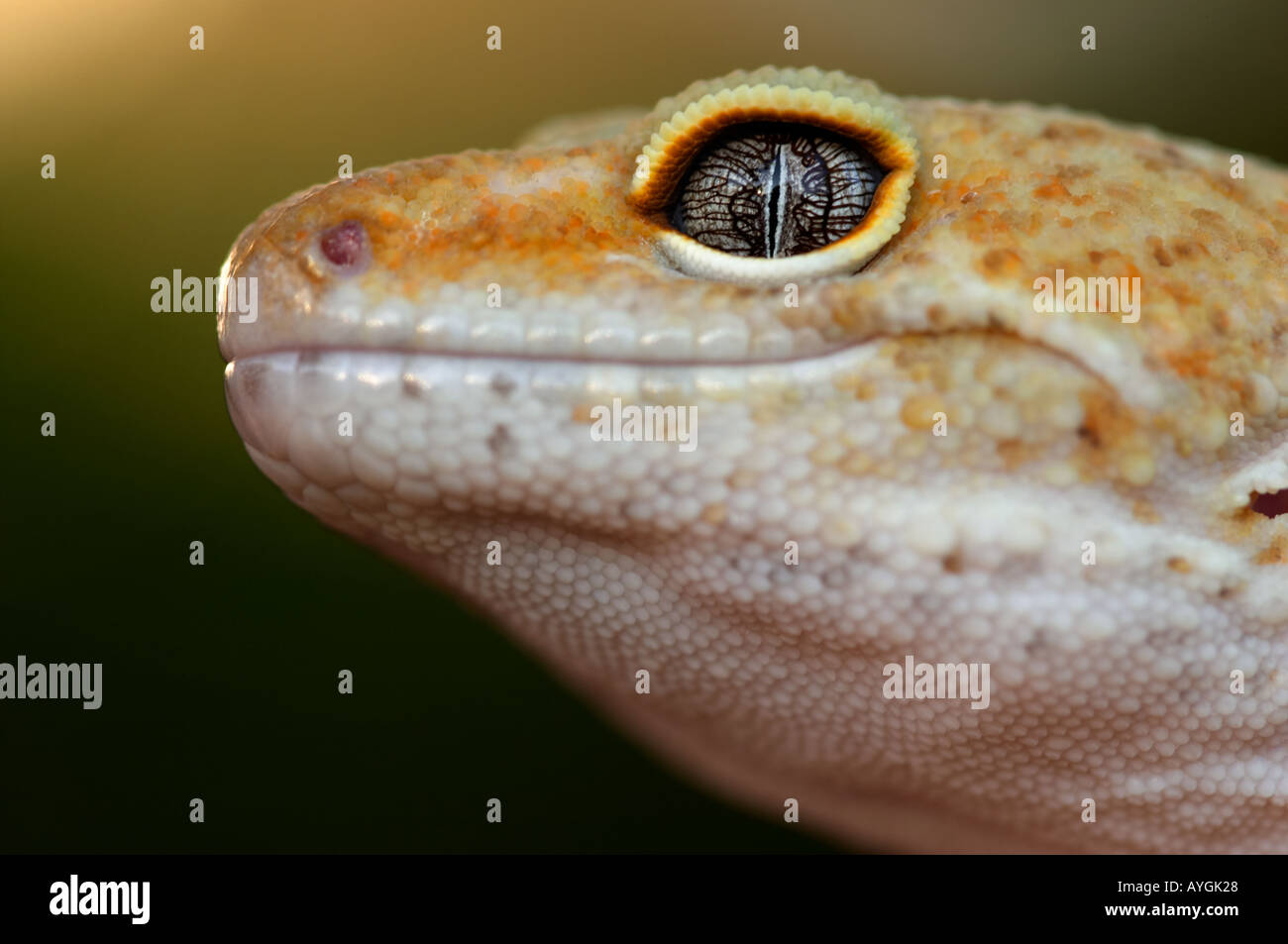 Leopard Gecko (Eublepharis Macularis) Stock Photo