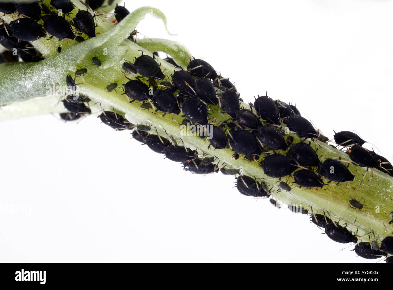 Black aphids on fava bean plant Stock Photo