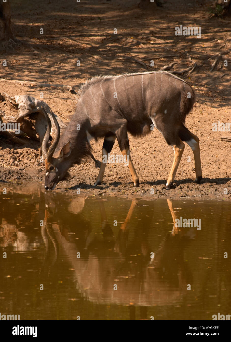 Nyala Buck at Watering Hole (Tragelaphus angasi) Stock Photo