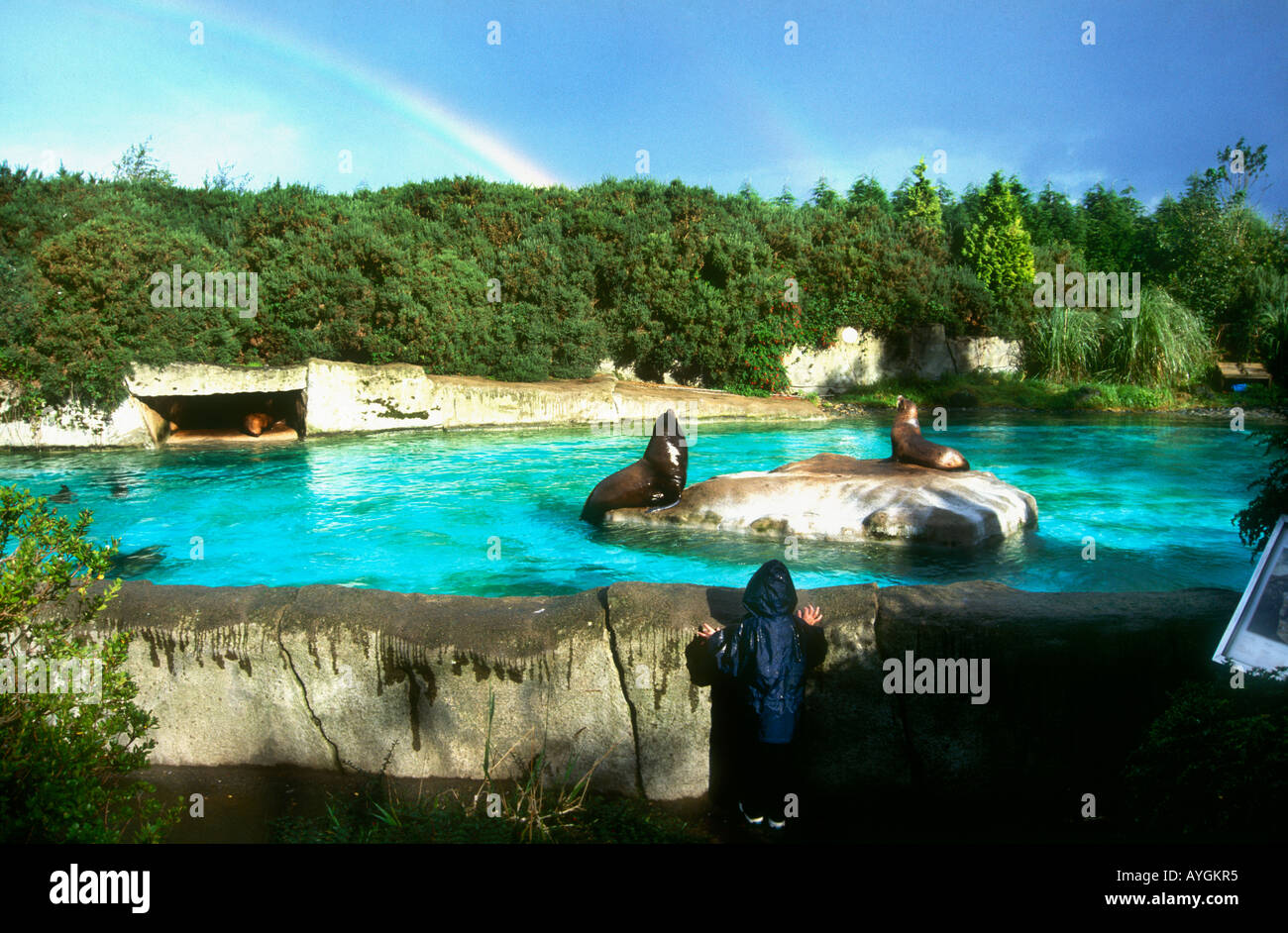 Seals at Belfast Zoo Northern Ireland Stock Photo 9773748 Alamy