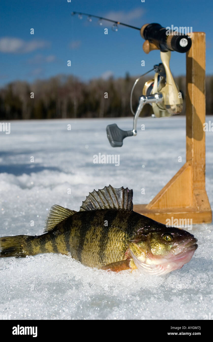 Jigging rod and perch fishing rig in winter Stock Photo - Alamy