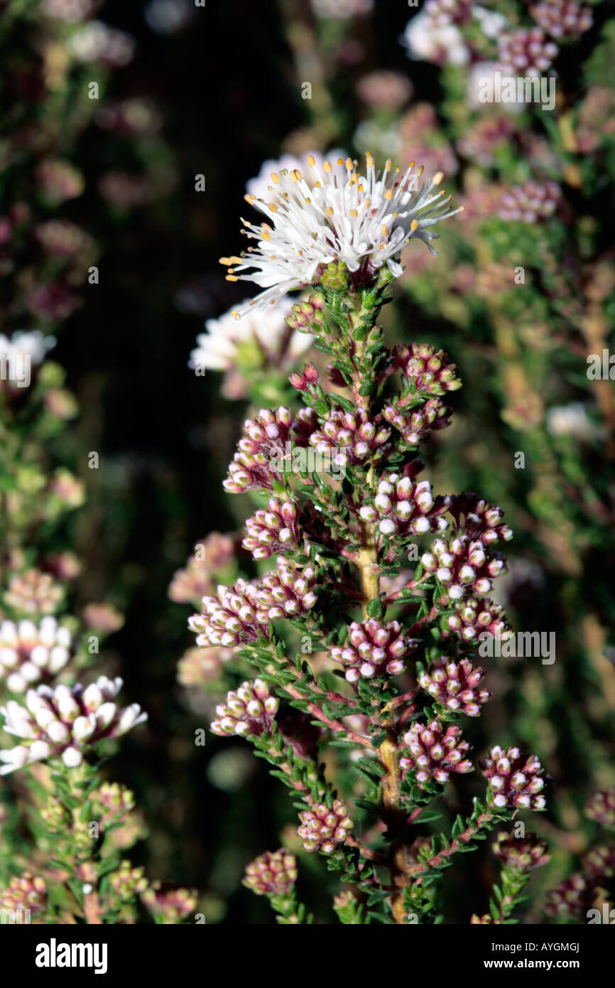 Buchu-Agathosma ciliaris- Family Rutaceae Stock Photo