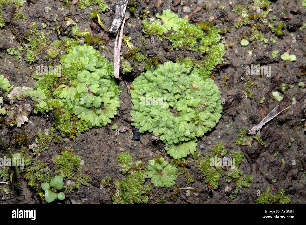 Thallose Liverwort-Genus Riccia ? bifurcata Stock Photo
