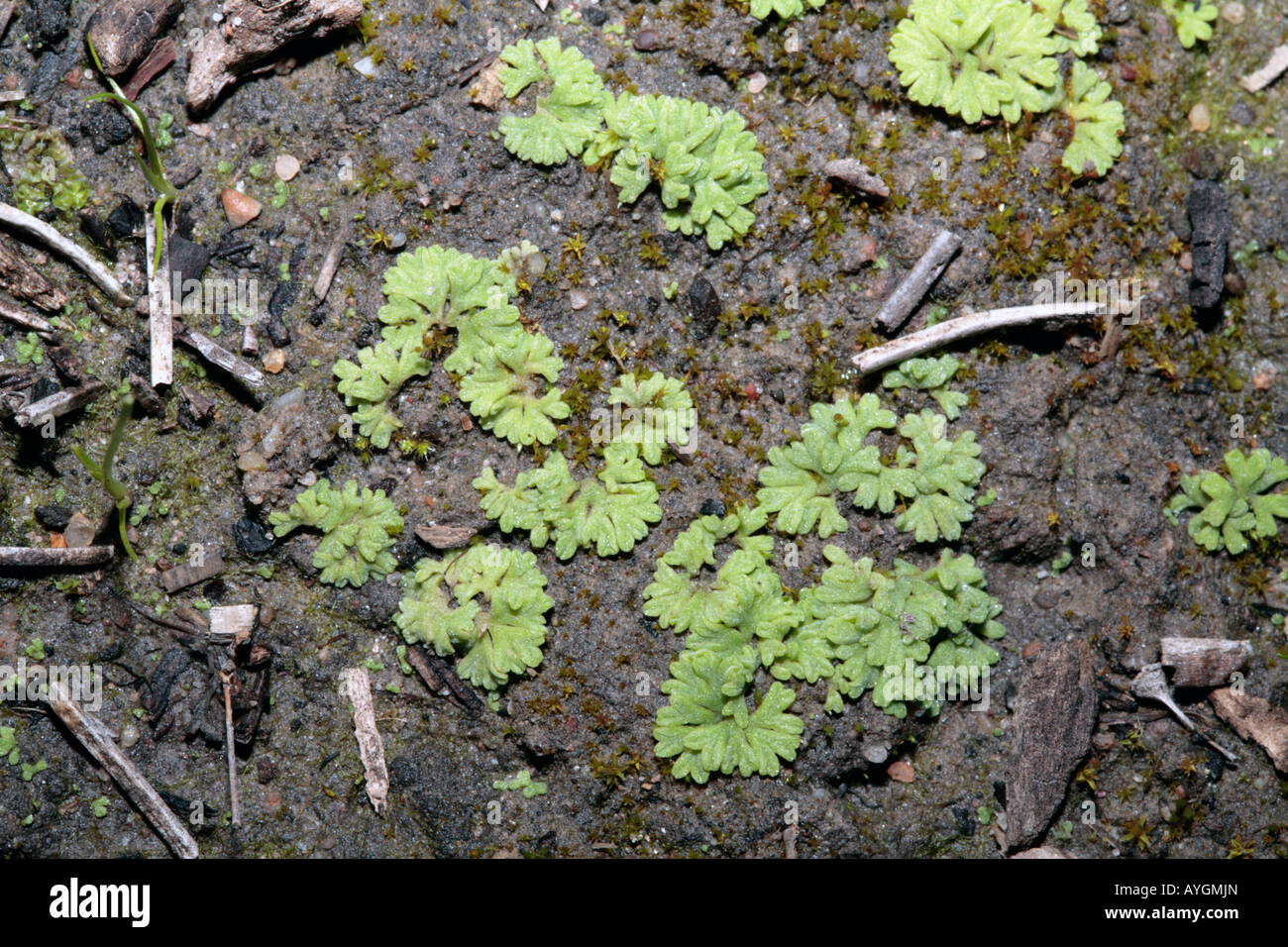 Thallose Liverwort-Genus Riccia Stock Photo