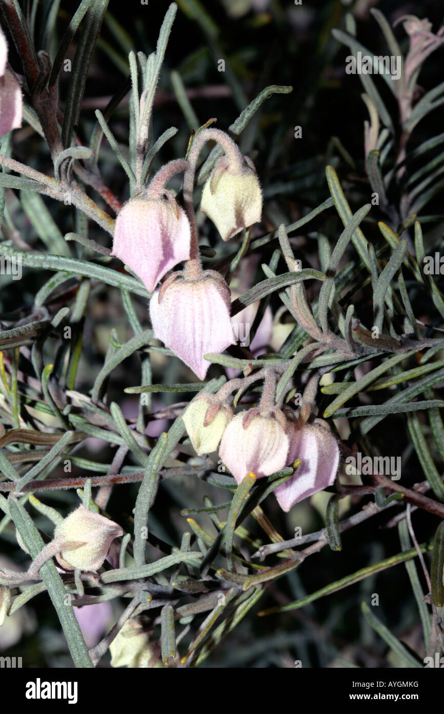 Large-Flowered Guichenotia-Guichenotia macrantha-Family Sterculiaceae Stock Photo