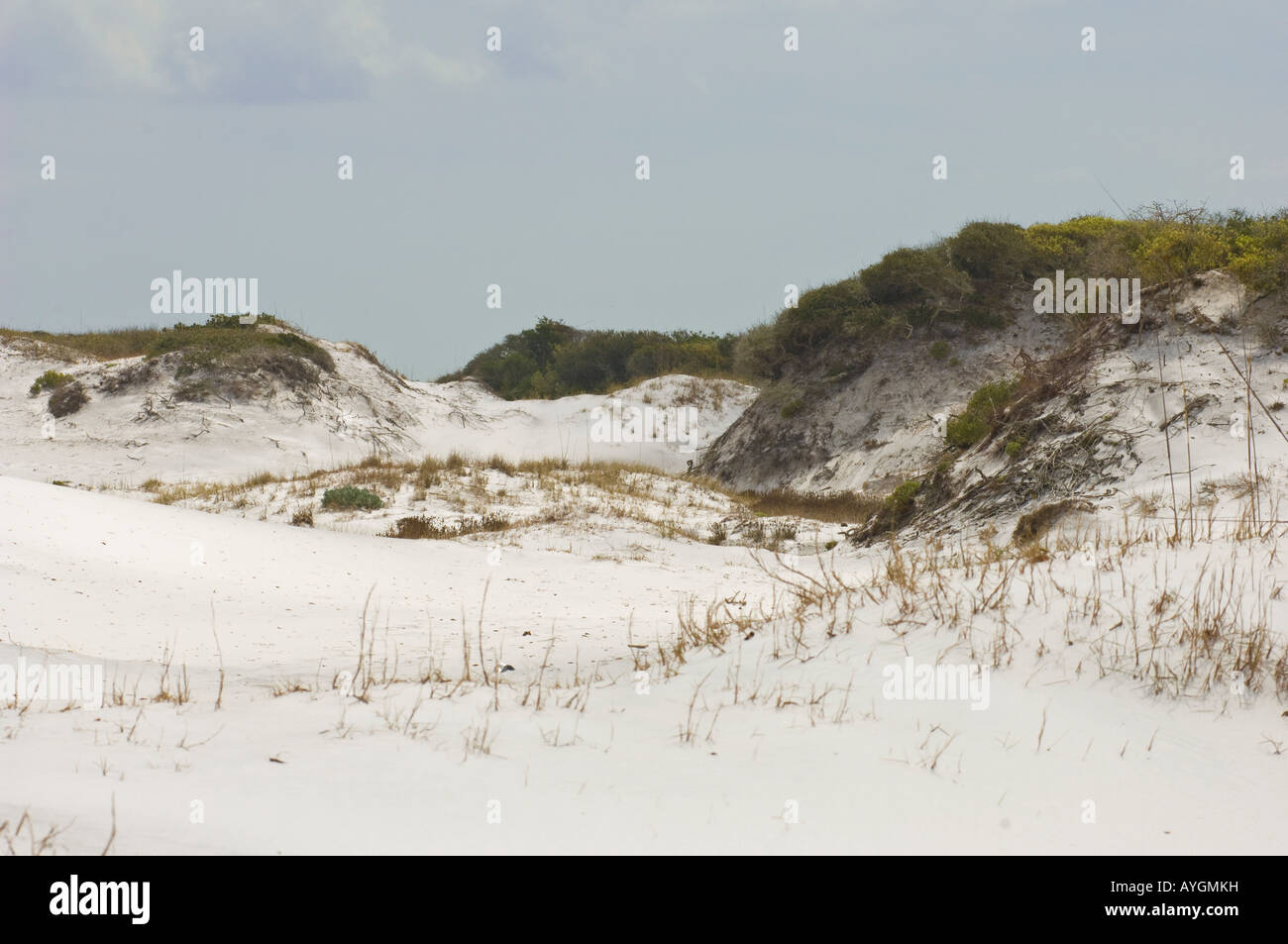 Grayton Beach State Park Florida sand dunes Stock Photo Alamy