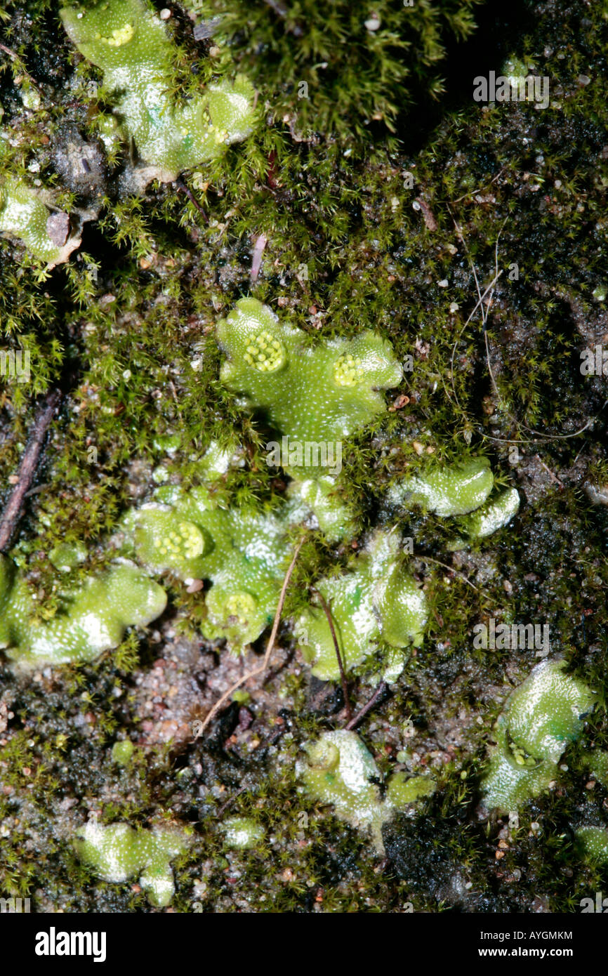 Thallose Liverwort showing crescent-shaped gemmae cups with gemmae inside, growing with Moss-Lunularia cruciata- Bryophyta Stock Photo