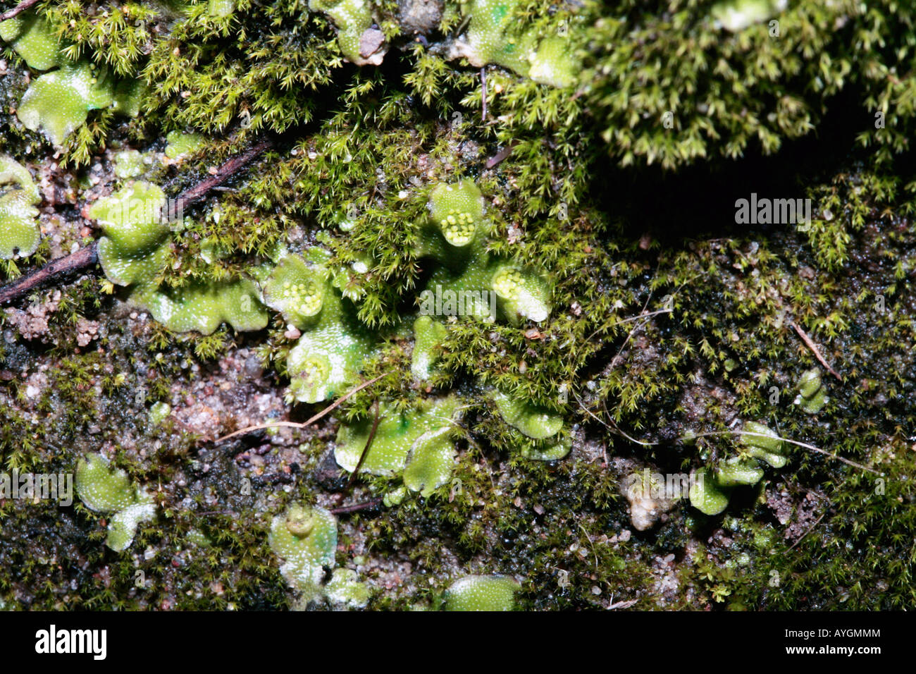 Thallose Liverwort showing crescent-shaped gemmae cups with gemmae inside, growing with Moss-Lunularia cruciata- Bryophyta Stock Photo