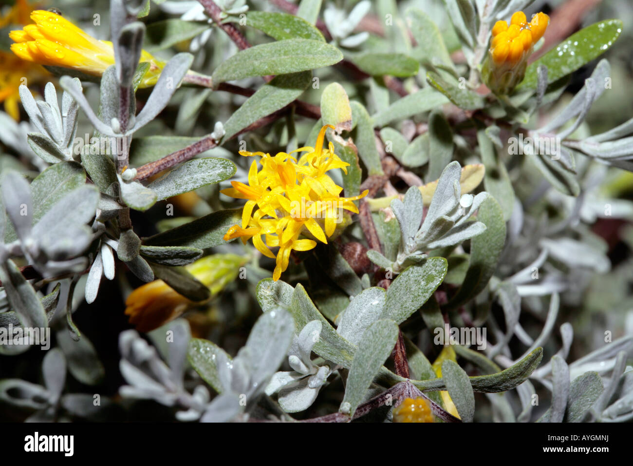 Karoo Gumbush/Gombos-Pteronia incana-Family Asteraceae Stock Photo