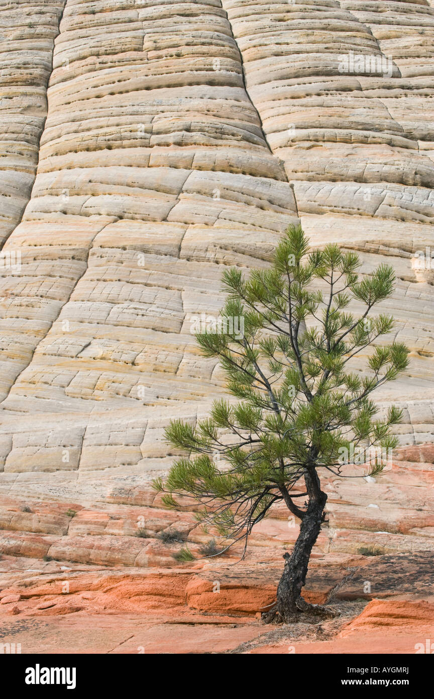 USA, Utah, Zion National Park, Checkerboard Mesa and pine tree Stock Photo