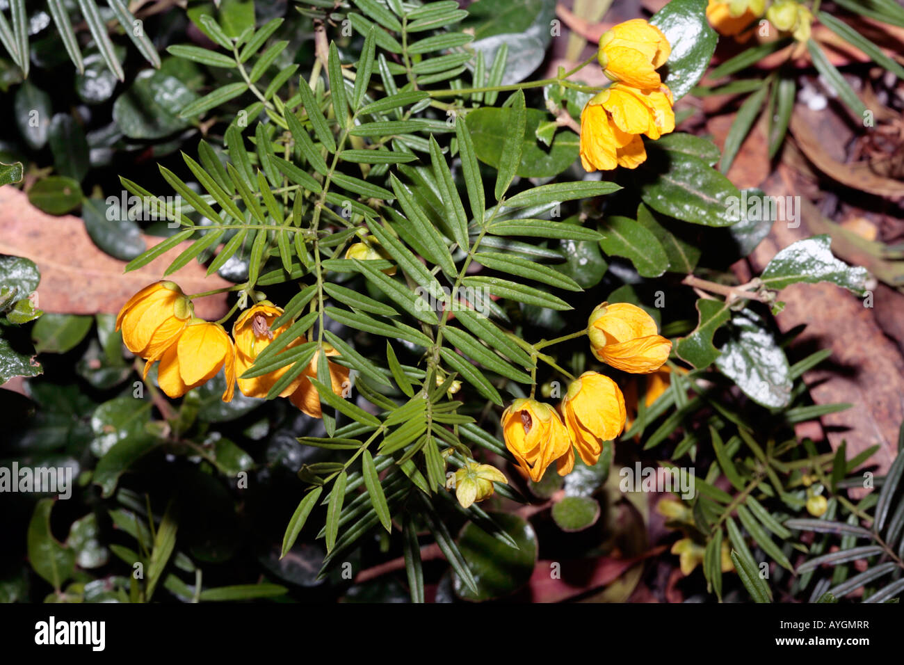 Australian Senna Flowers-Senna aciphylla- Family Caesalpiniaceae Stock Photo