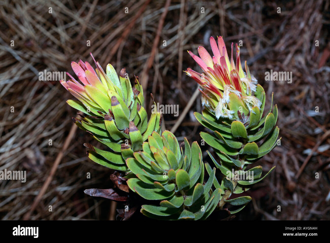 Red-crested/ Red/ Common Pagoda/ Rooistompe/ Stompie/ Common Mimetes/ Pagoda - Mimetes cucullatus - Family Proteaceae Stock Photo