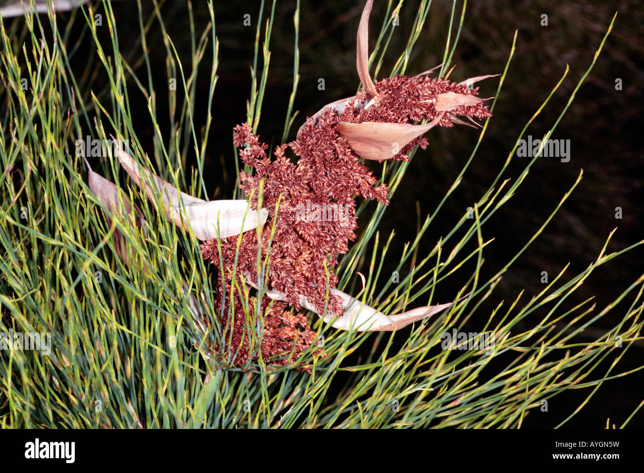 Cape Reed-Elegia capensis-Family Restionaceae Stock Photo