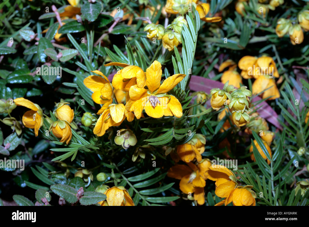 Australian Senna Flowers-Senna aciphylla- Family Caesalpiniaceae Stock