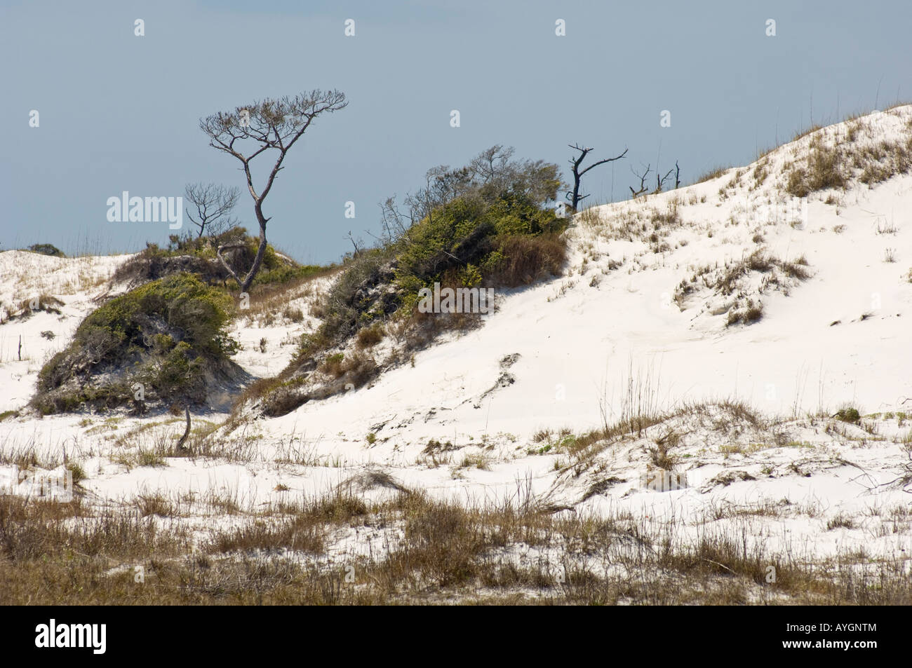 Florida	Dr. Julian G. Bruce St. George Island State ParkTitle