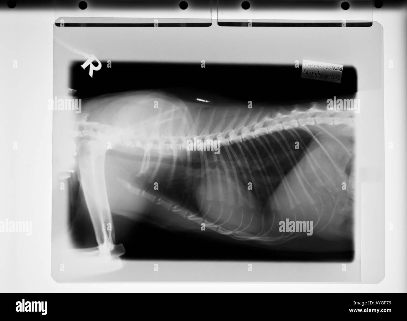xray of cats chest with heart disease Stock Photo