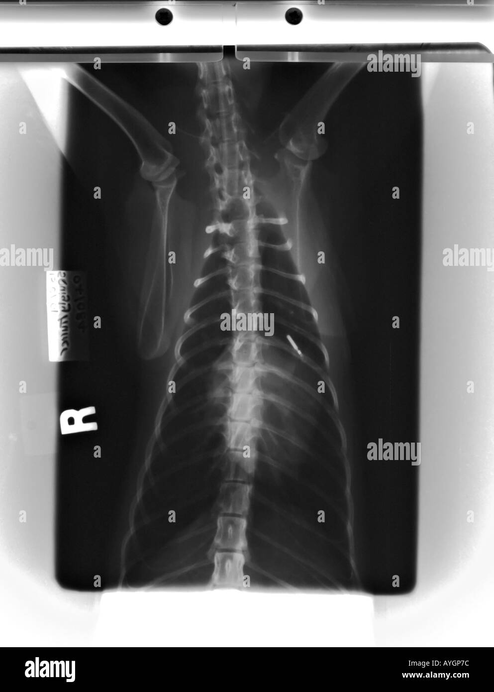 chest x-ray of cat with heart disease Stock Photo