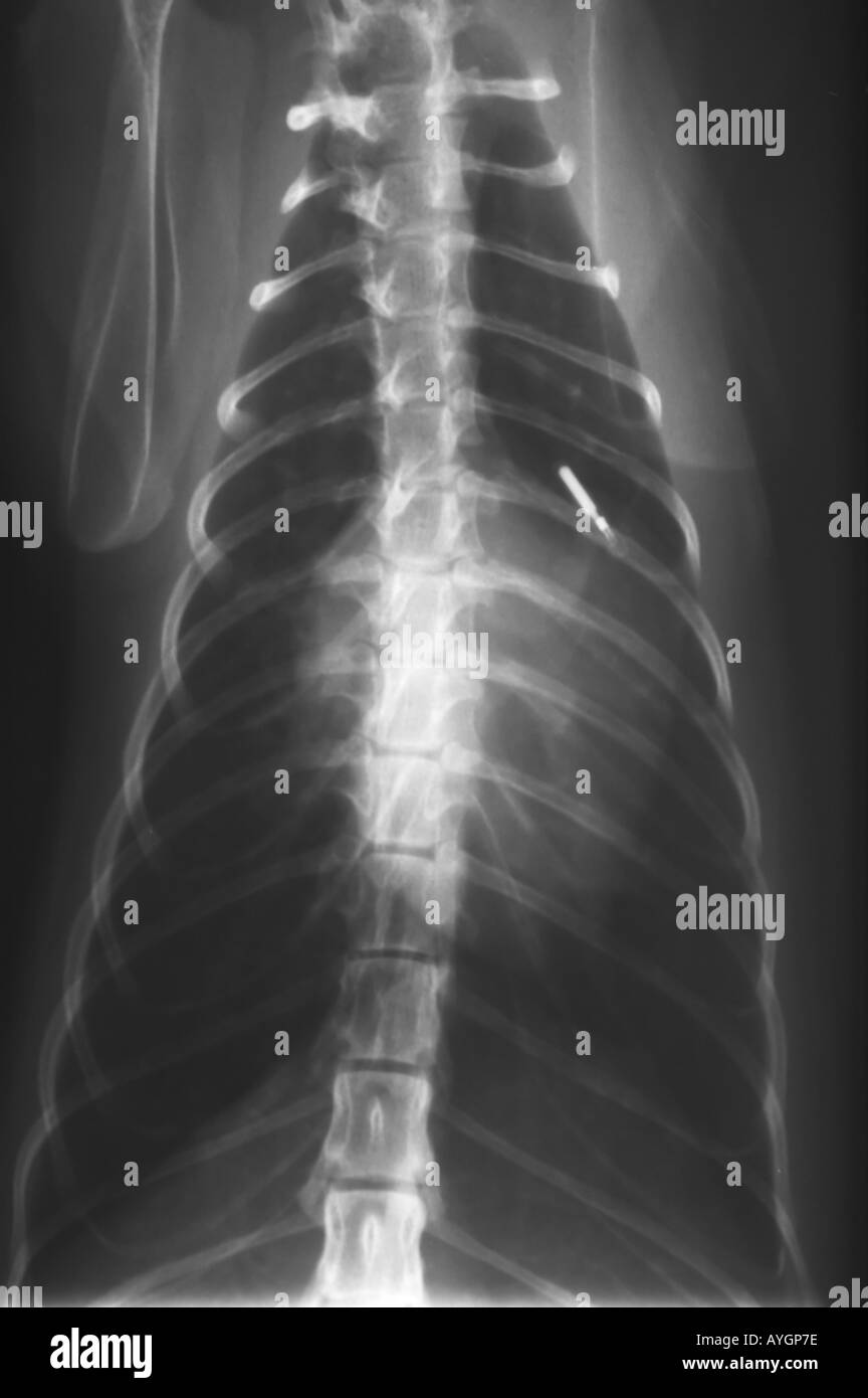 radiograph of cats chest with heart disease Stock Photo