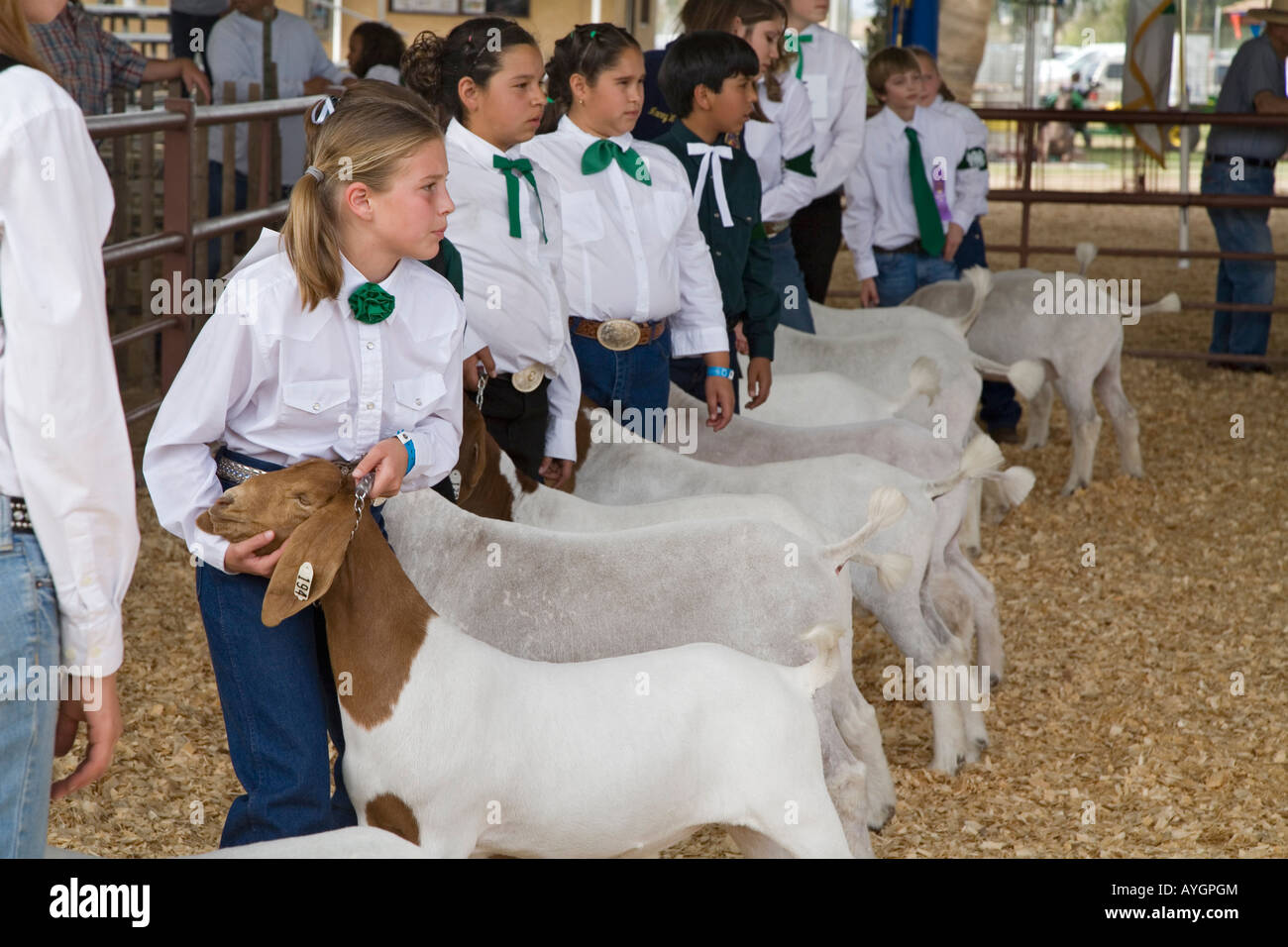 Yuma Arizona Children display their goats during 4 H competition at the