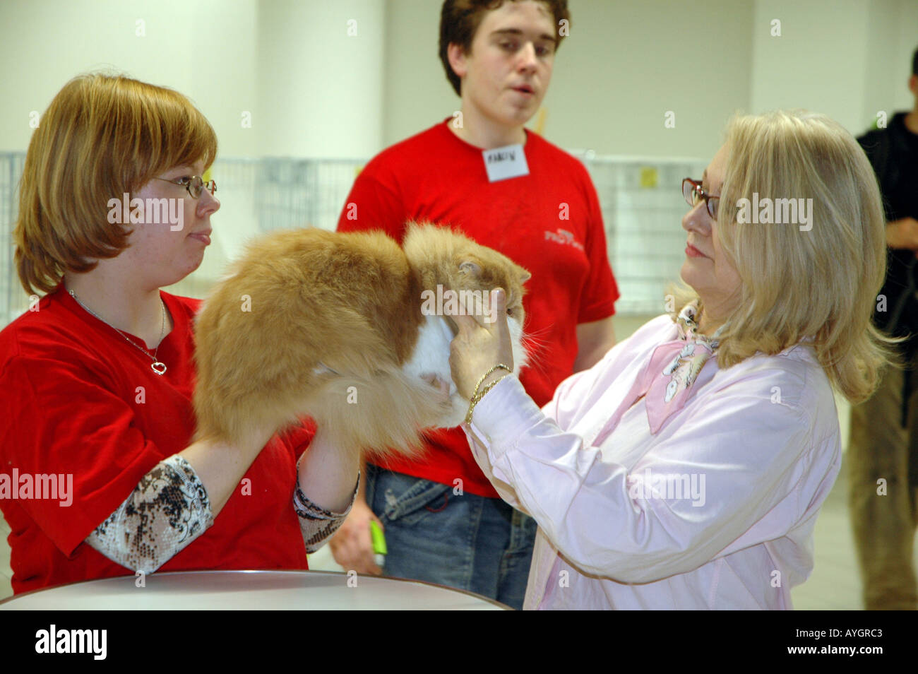 International Cats Show 2005 in Warsaw Stock Photo Alamy