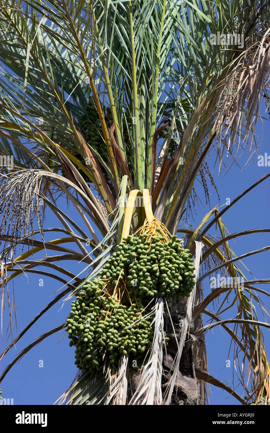 Young green dates growing on oasis palm tree Tunisia Stock Photo Alamy