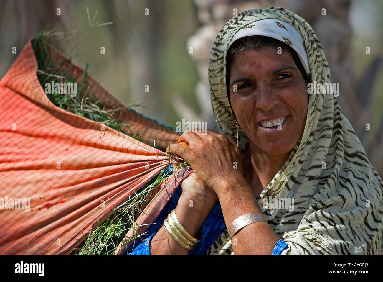 Woman carries grasses in shoulder bag for animal feed oasis Tunisia Stock Photo