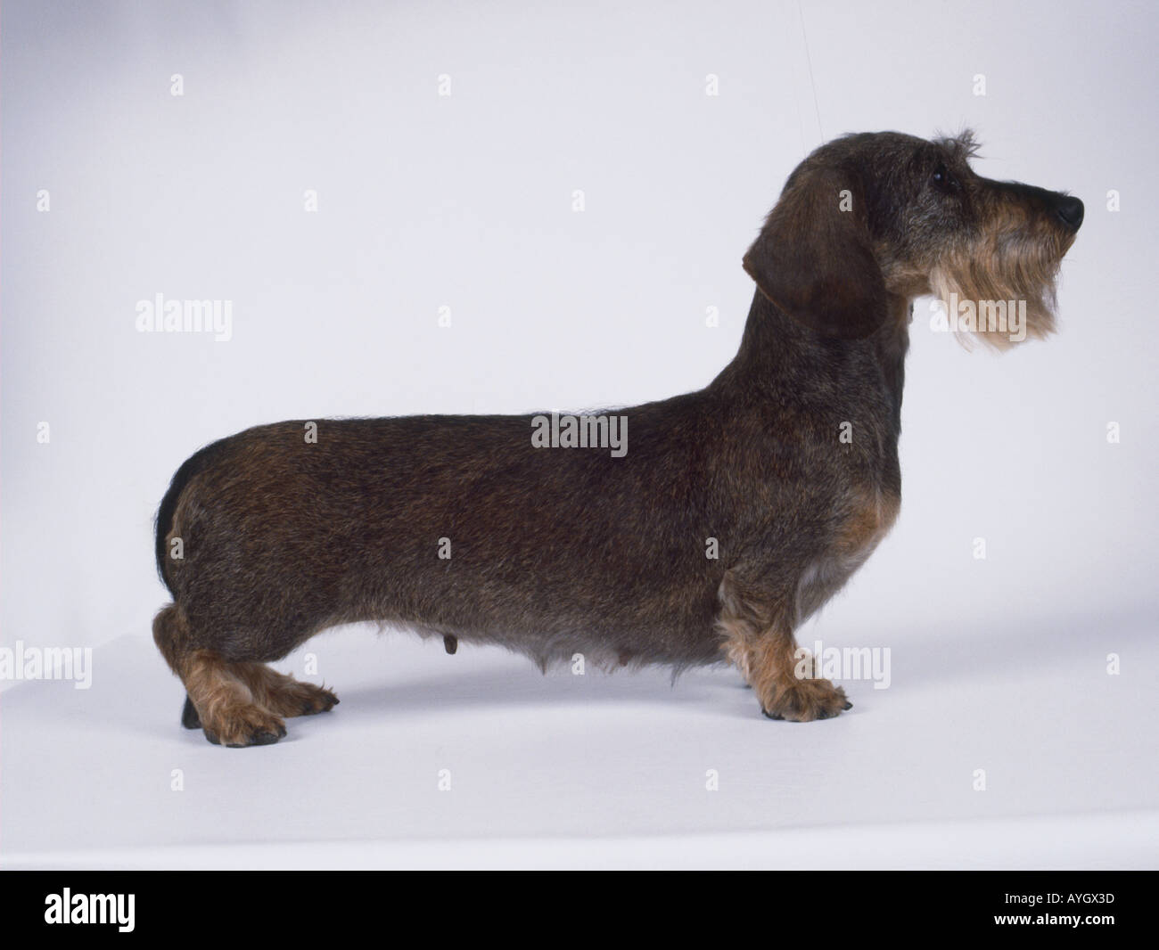 Miniature dachshund, on all fours, side on Stock Photo Alamy
