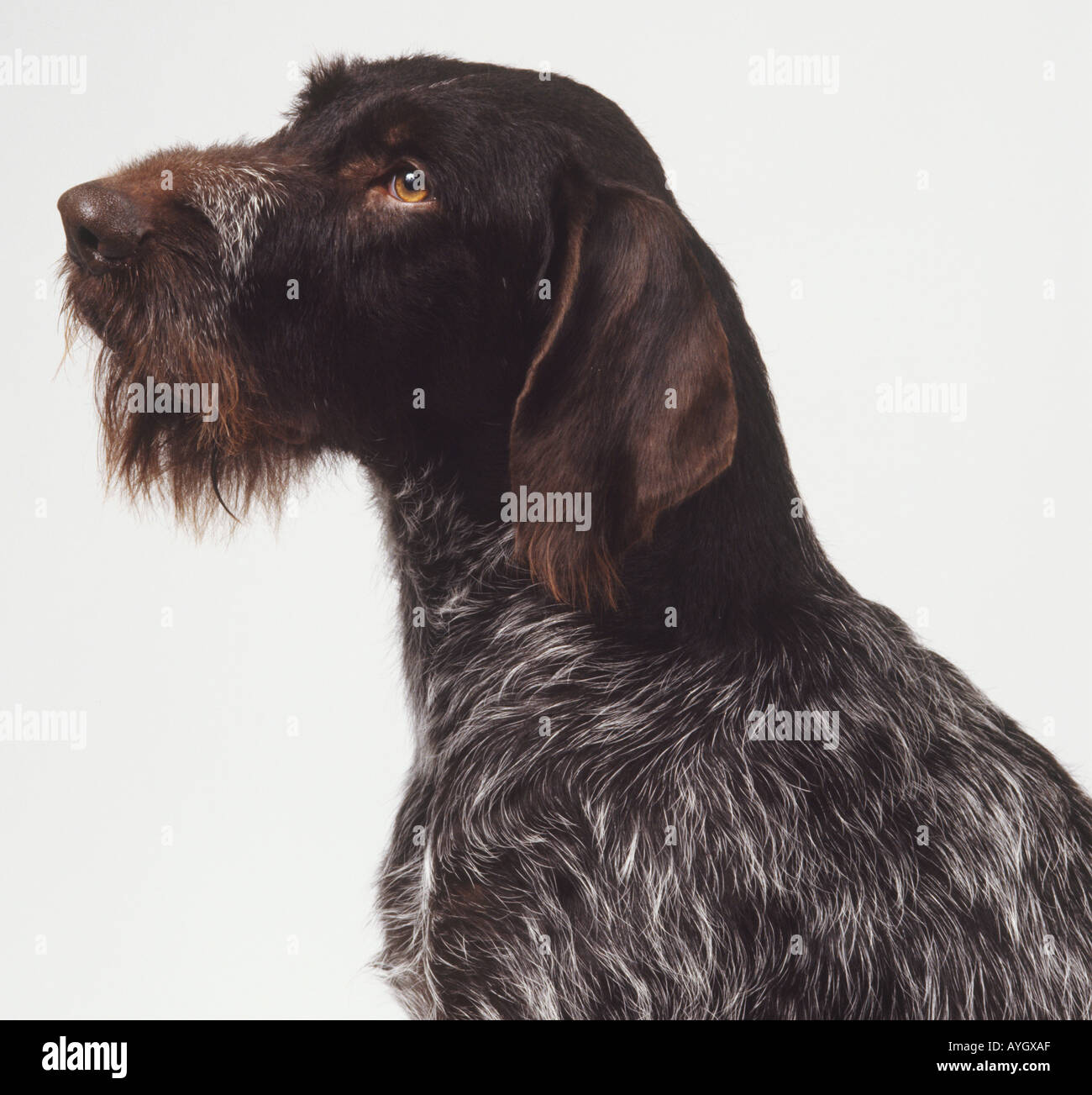 Head and neck only of german wire haired pointer. Stock Photo