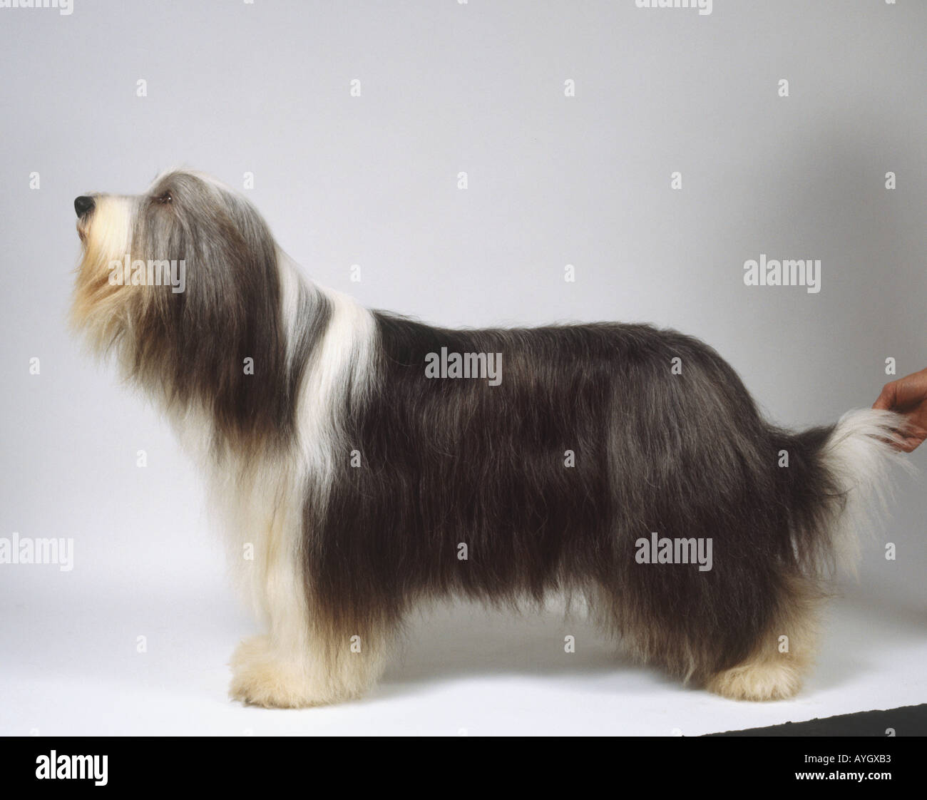 Long Haired Grey And White Bearded Collie Standing Side On Stock