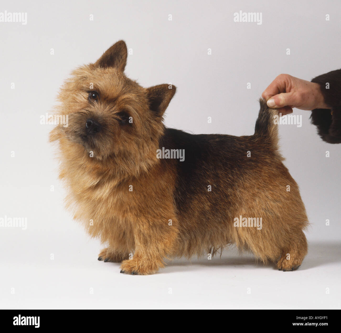 Norwich terrier on all fours with head tilted. Stock Photo