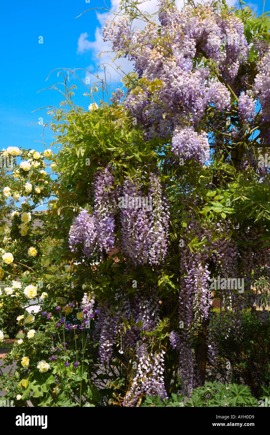 Wisteria standard hi-res stock photography and images - Alamy