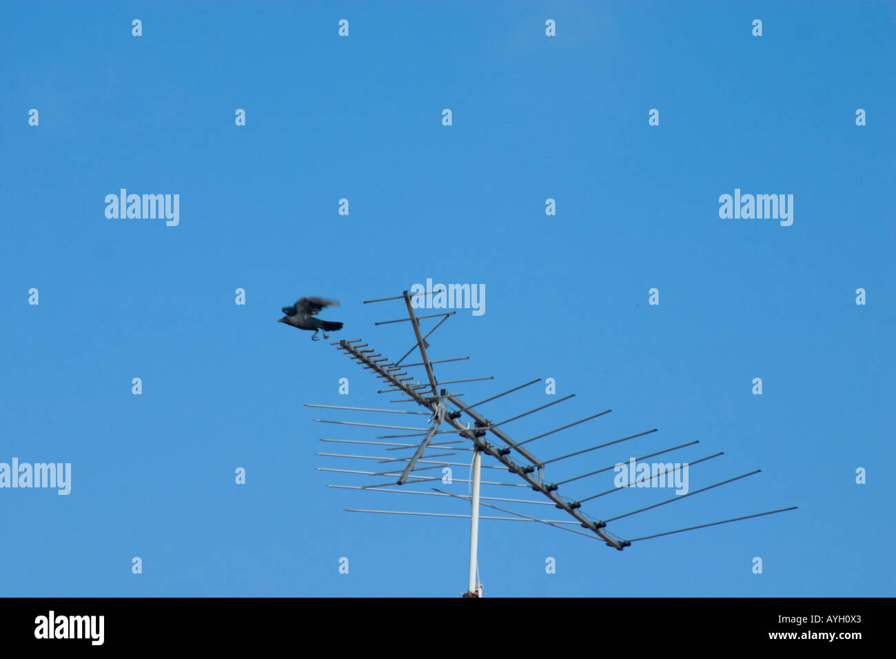 crow on antenna Stock Photo