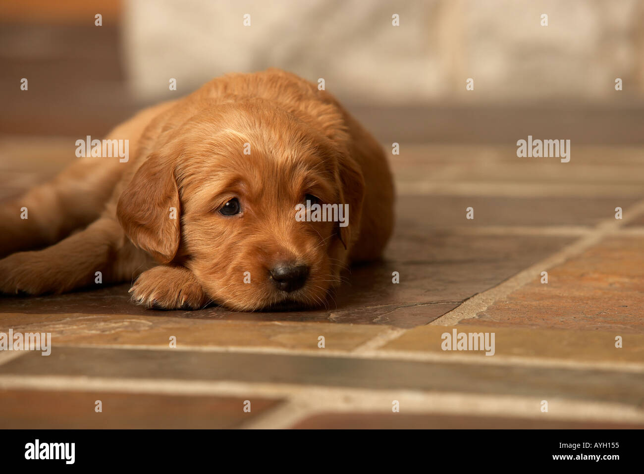 Golden Retriever puppy dog laying on floor Stock Photo - Alamy