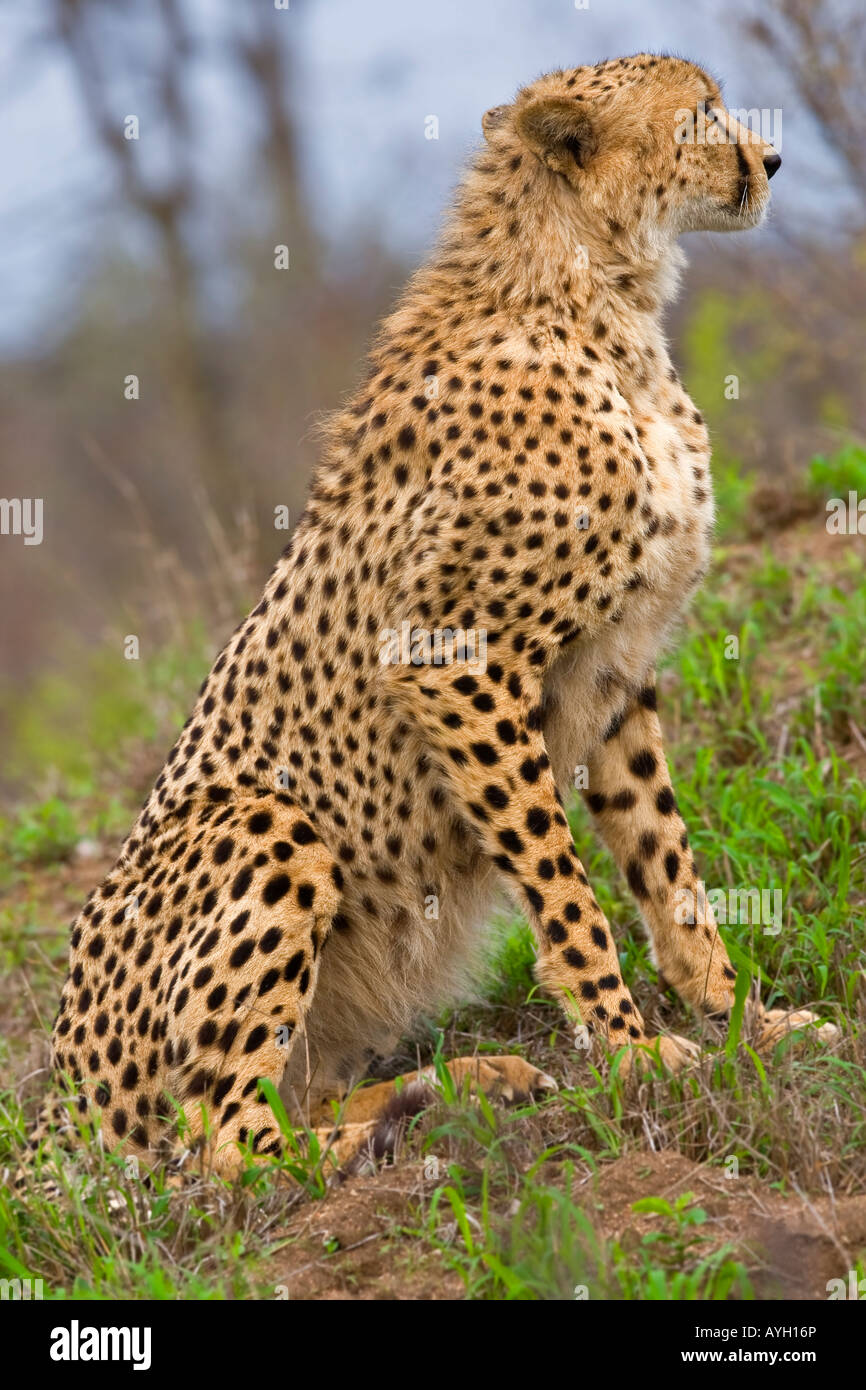 Close up of cheetah, Greater Kruger National Park, South Africa Stock Photo