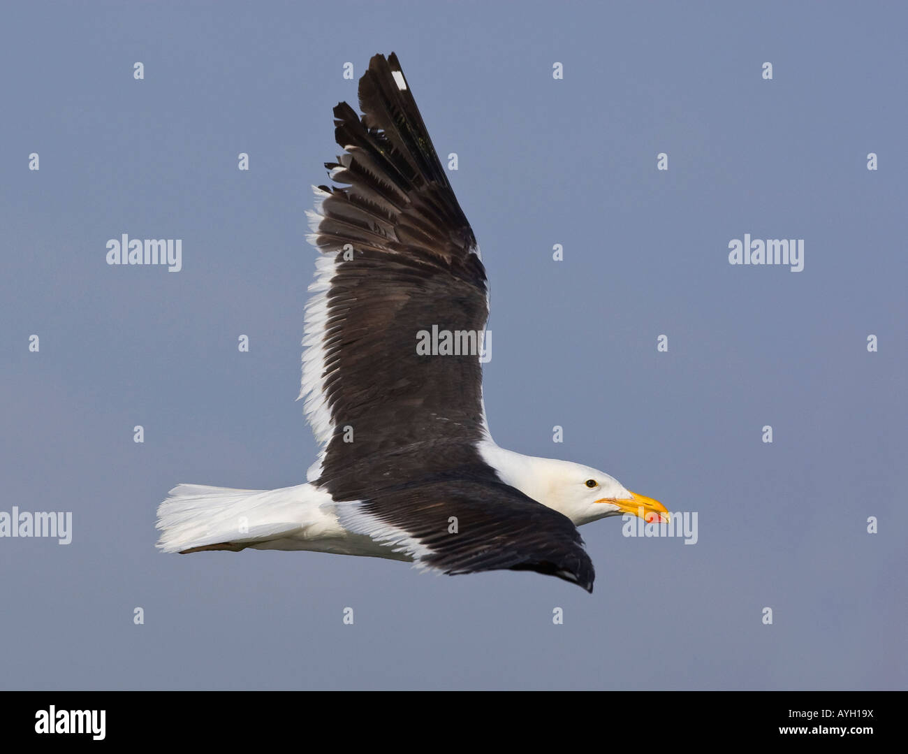 Close up of Cape Gull in flight, Namibia, Africa Stock Photo