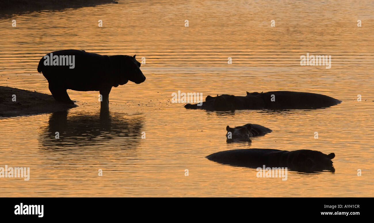 Silhouette of hippopotamus, Greater Kruger National Park, South Africa Stock Photo