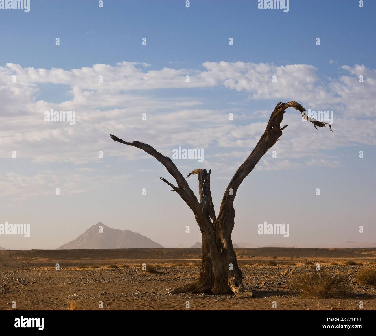 Dead tree, Namib Desert, Namibia, Africa Stock Photo