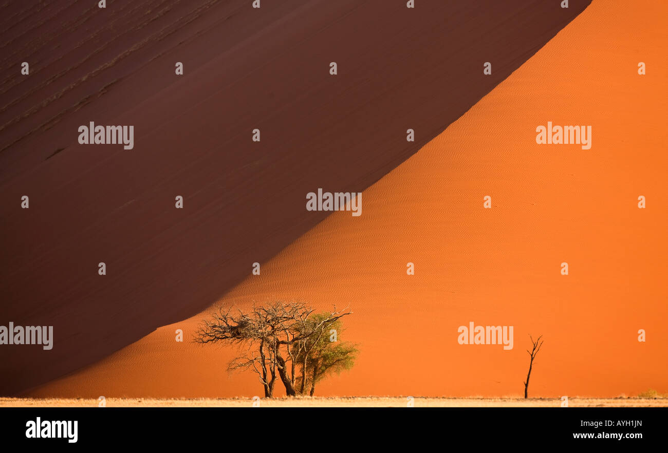Tree in front of sand dune, Namib Desert, Namibia, Africa Stock Photo