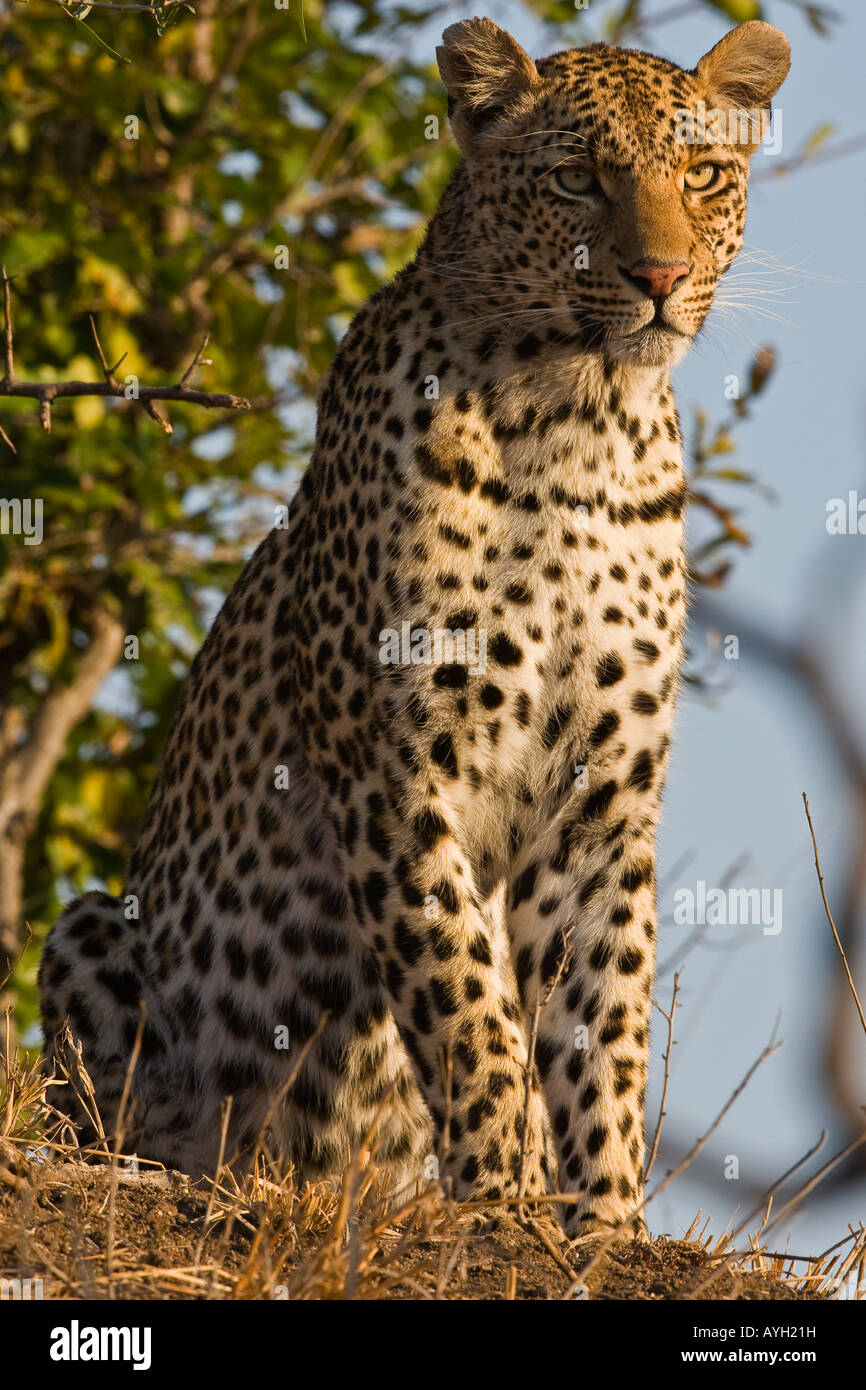 Close up of Leopard, Greater Kruger National Park, South Africa Stock Photo
