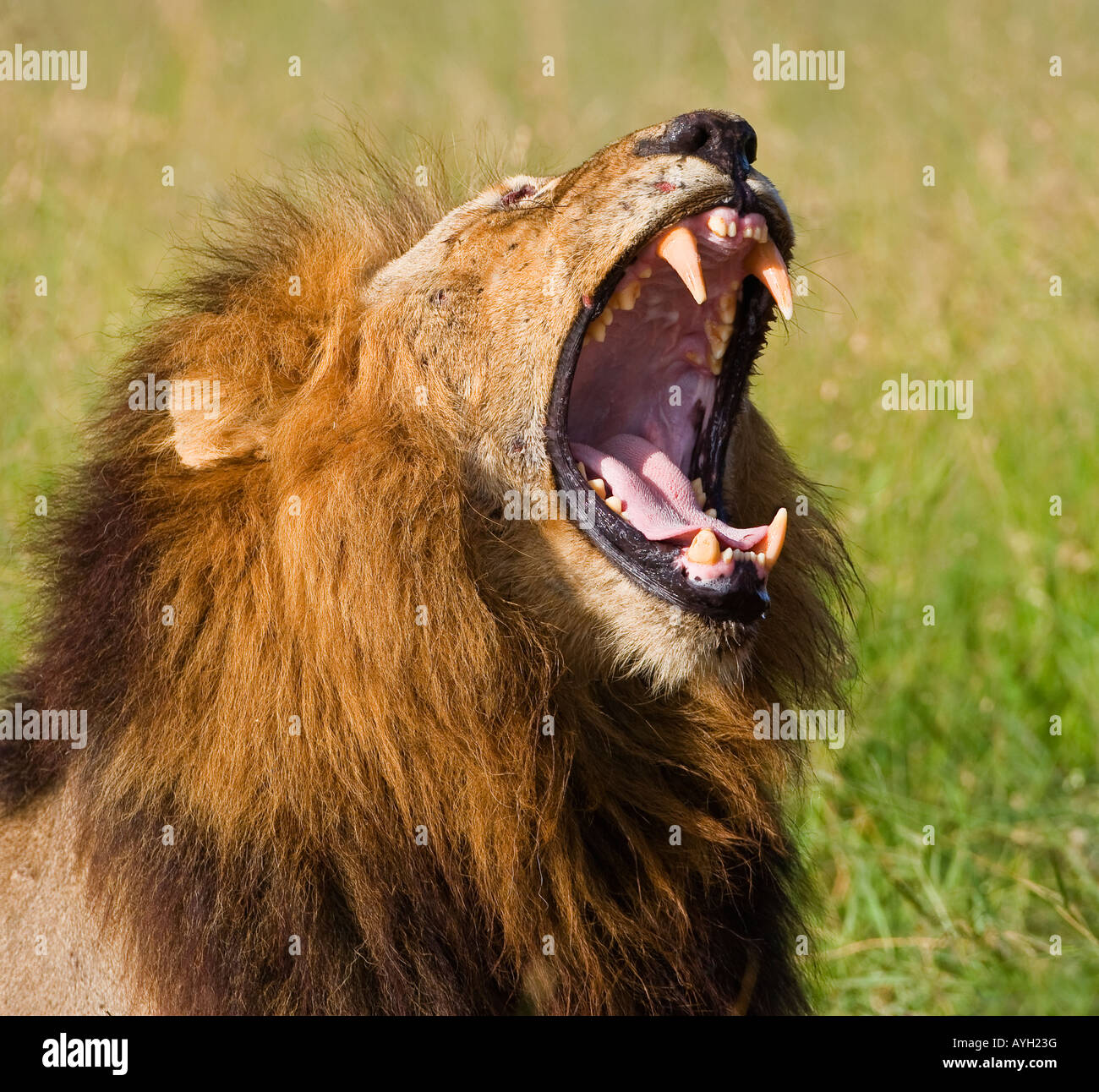 Male lion yawning, Greater Kruger National Park, South Africa Stock Photo