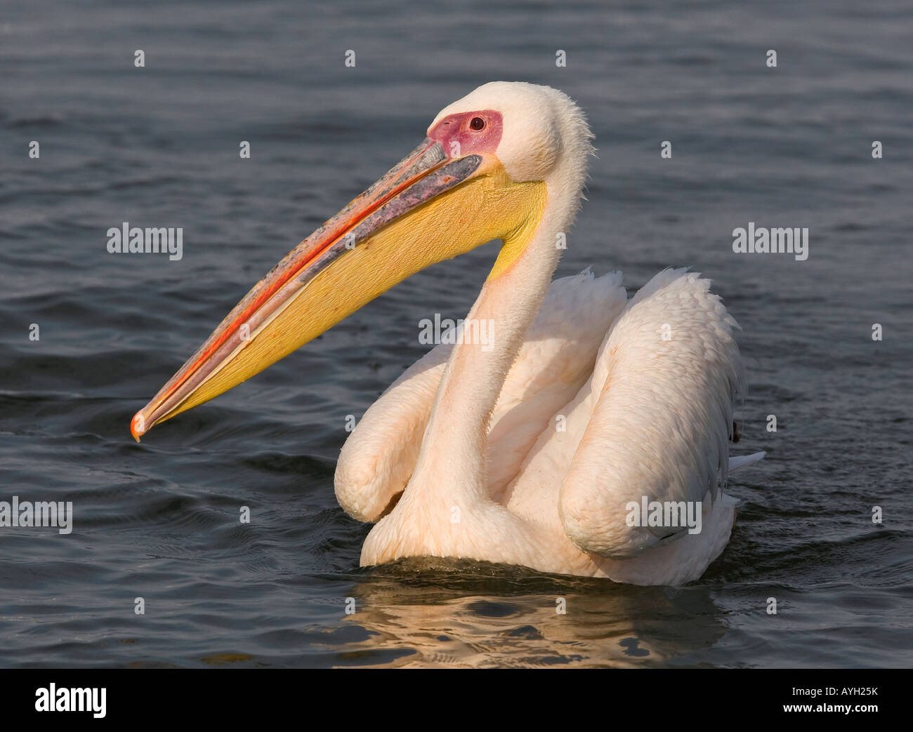 Great White Pelican floating in water, Namibia, Africa Stock Photo