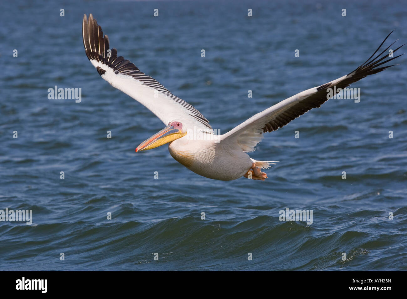 Great White Pelican flying over water, Namibia, Africa Stock Photo