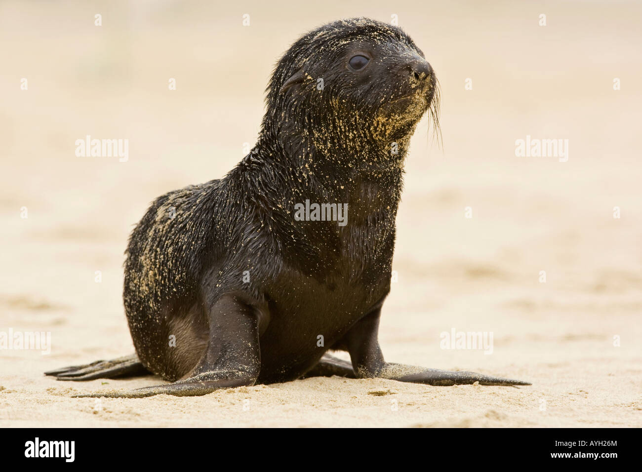 Baby South African Fur Seal on sand, Namibia, Africa Stock Photo