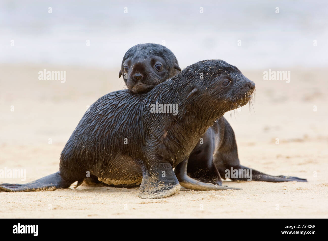 Baby South African Fur Seals on sand, Namibia, Africa Stock Photo