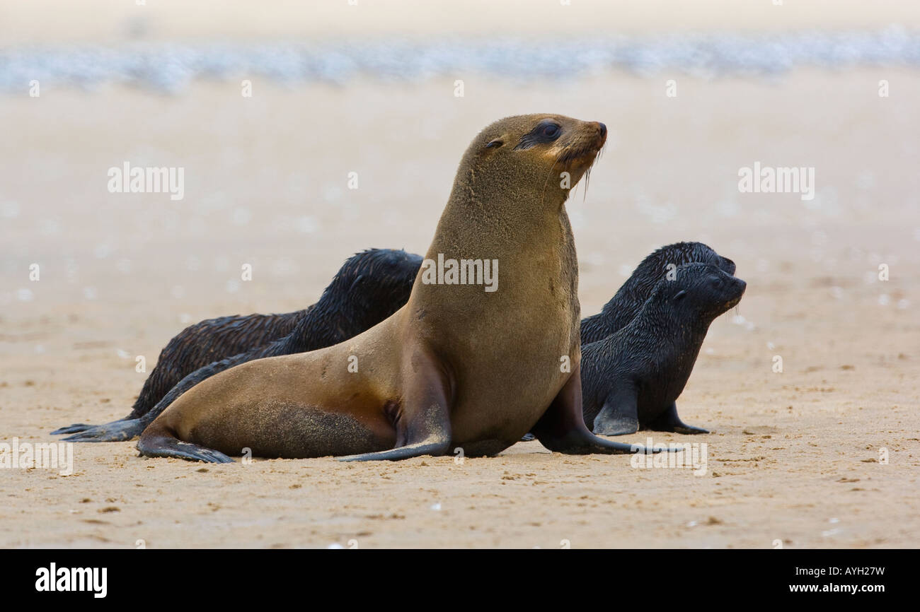 South African Fur Seal, mother and babies, Namibia, Africa Stock Photo