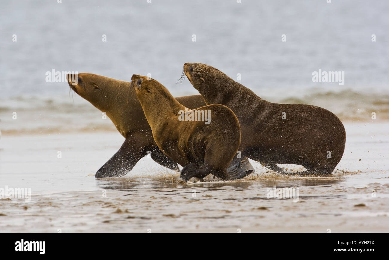 South African Fur Seals running, Namibia, Africa Stock Photo
