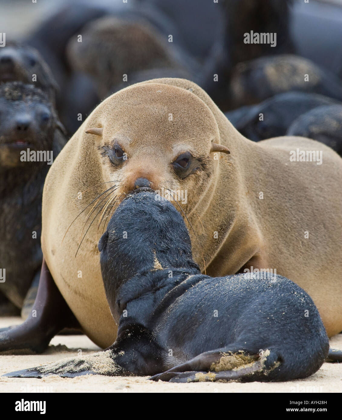 South,African,Fur,Seal, mother,baby, Namibia, Africa Stock Photo