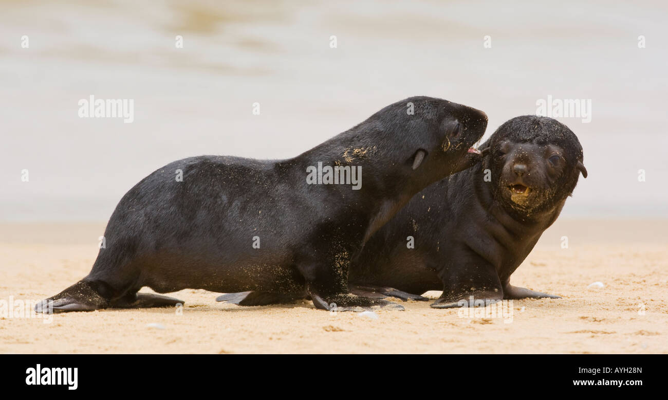 Baby South African Fur Seals on sand, Namibia, Africa Stock Photo