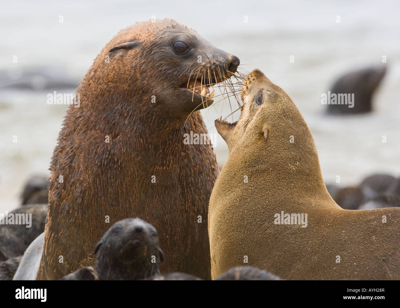 Parents and baby seals, South African Fur Seal, Namibia, Africa Stock Photo